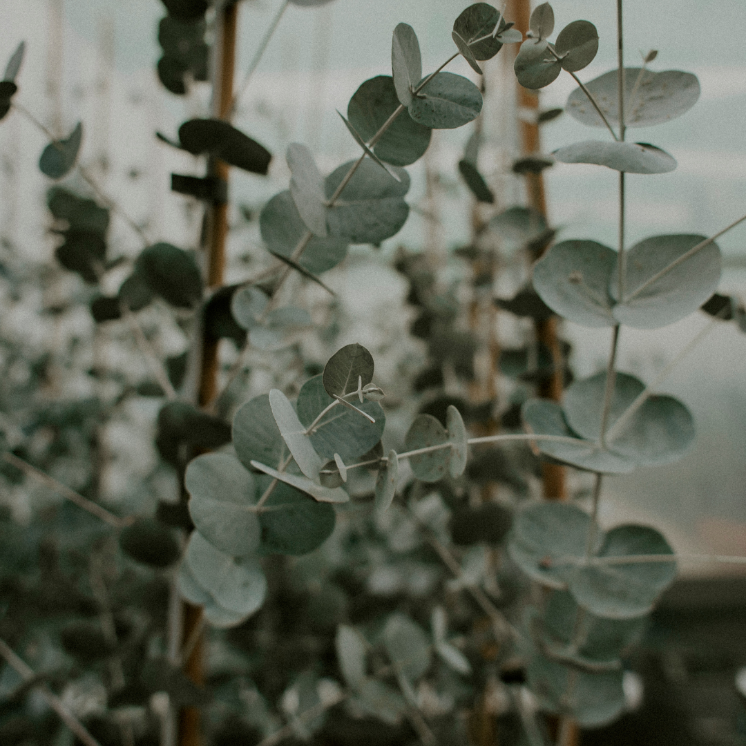 Forêt d'eucalyptus - eucalyptus (édition limitée)