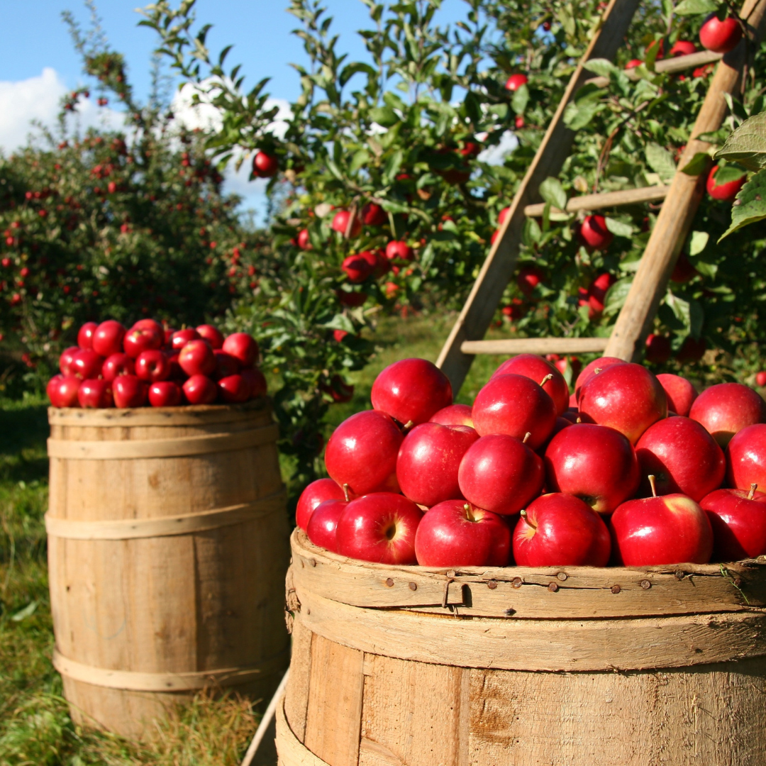 Au verger - pomme rouge + canneberge