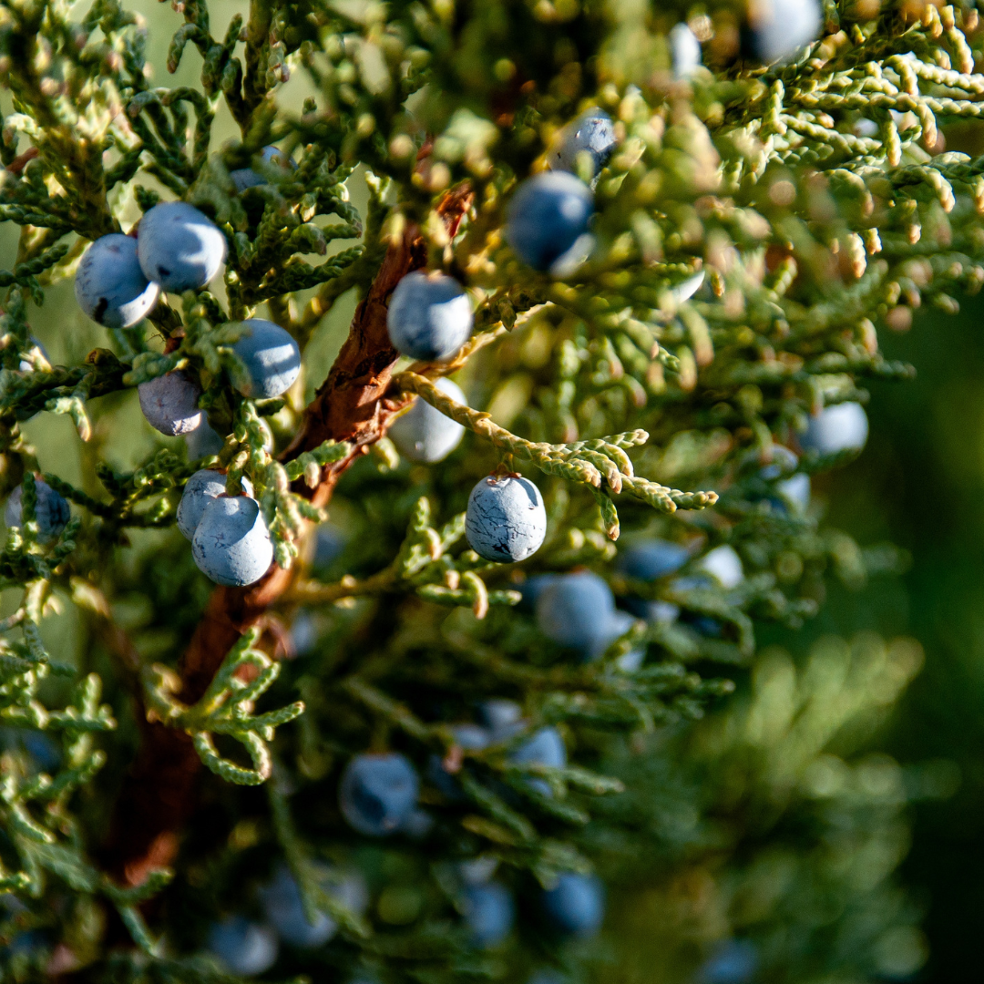 Cocooning – sauge & baies de genévrier