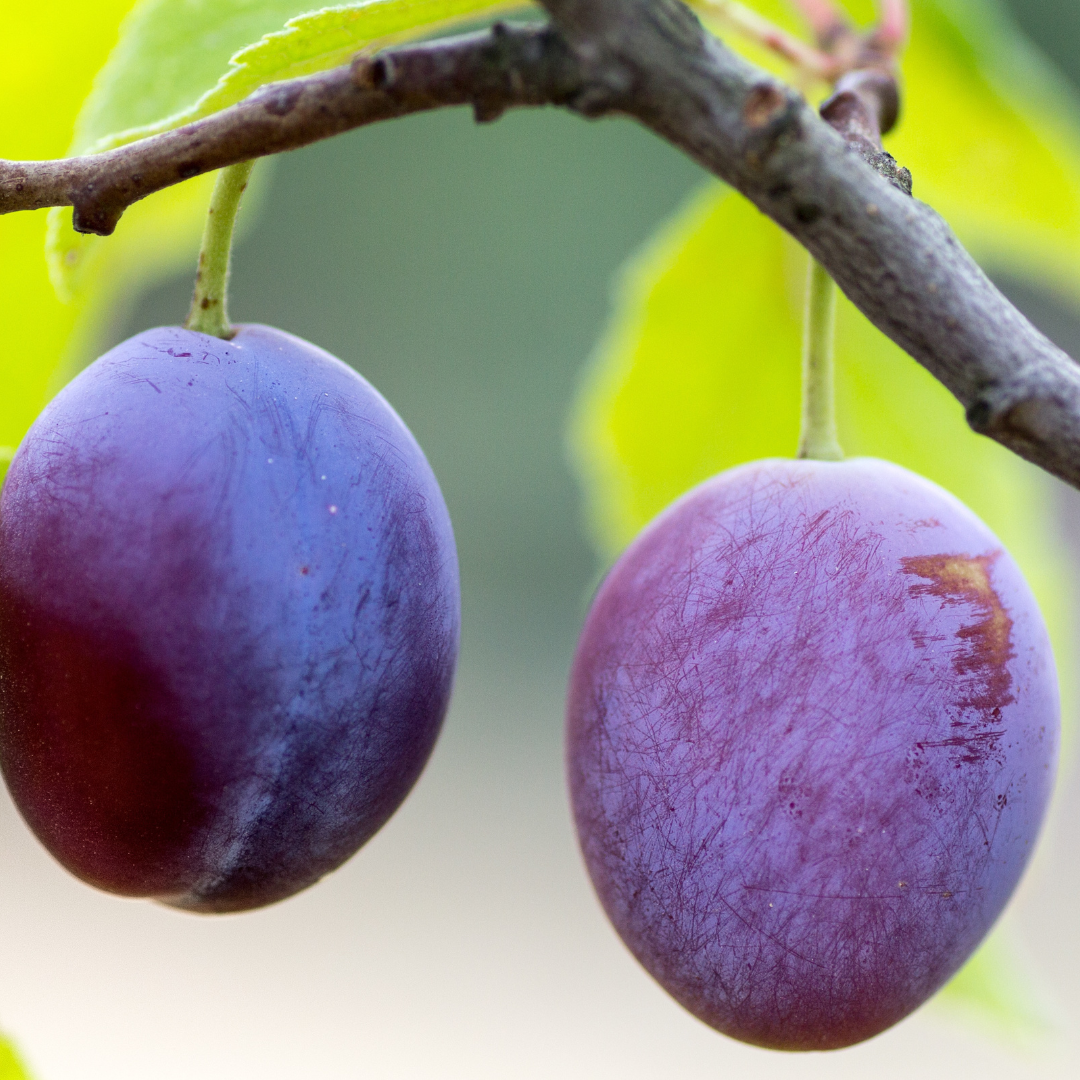 Désir - prune & cardamome