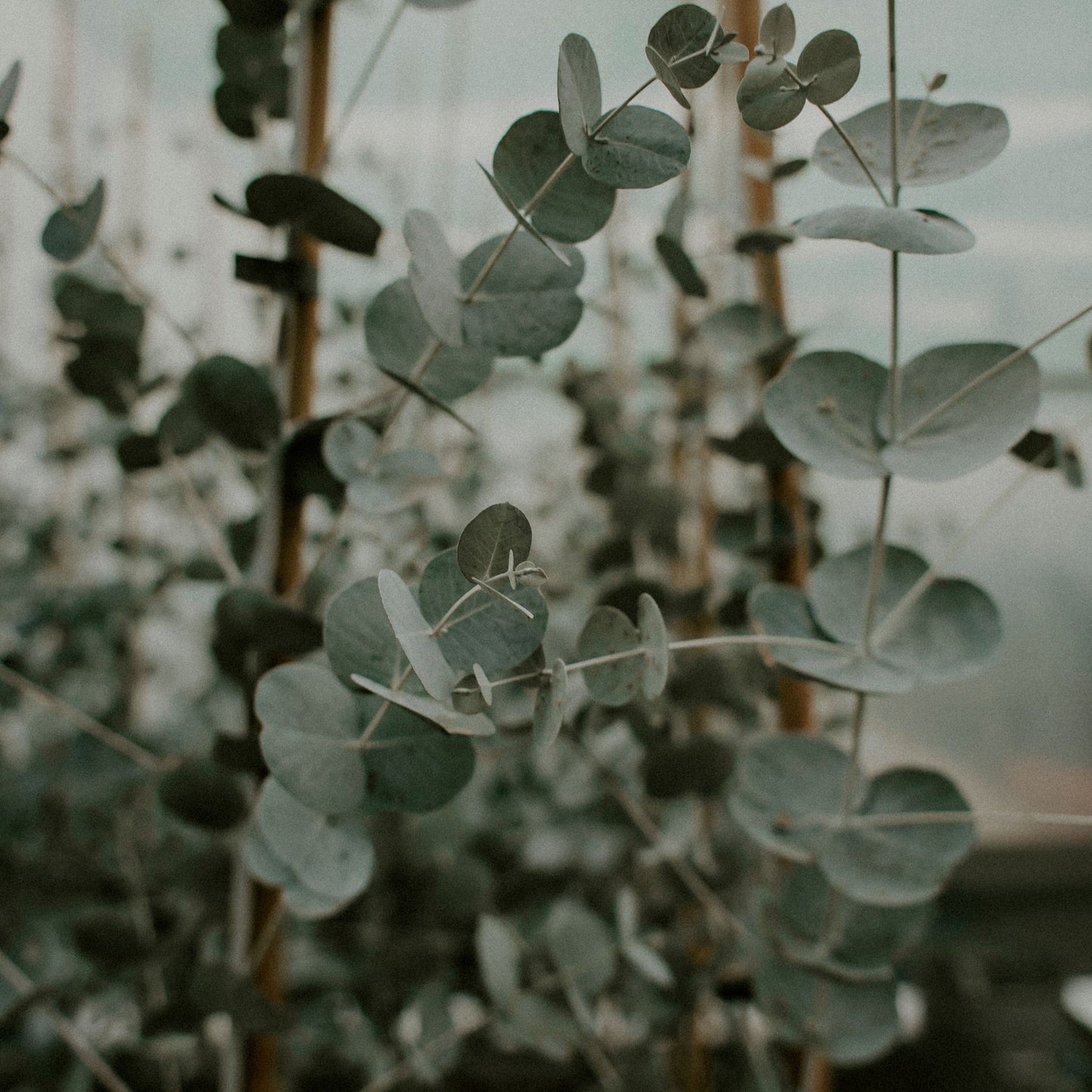 Moment présent - eucalyptus & menthe verte