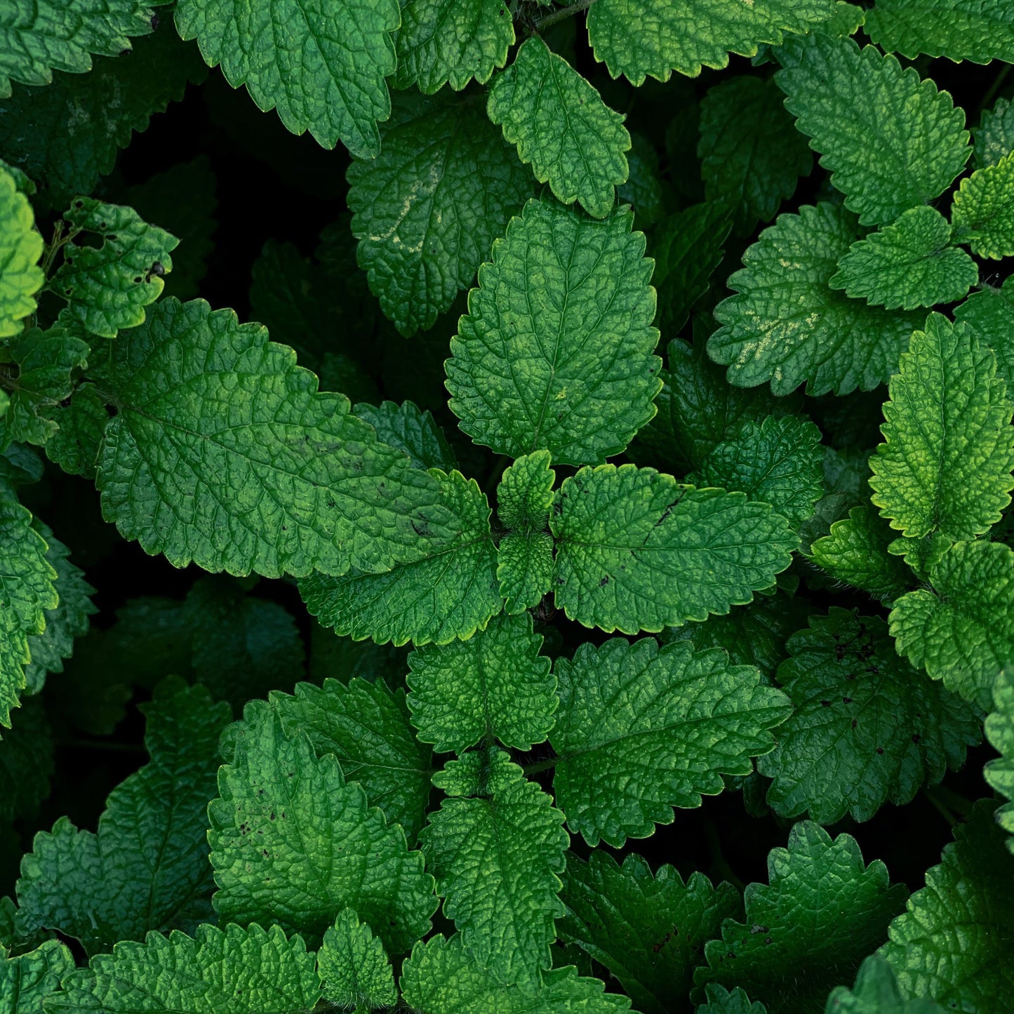 Moment présent - eucalyptus & menthe verte