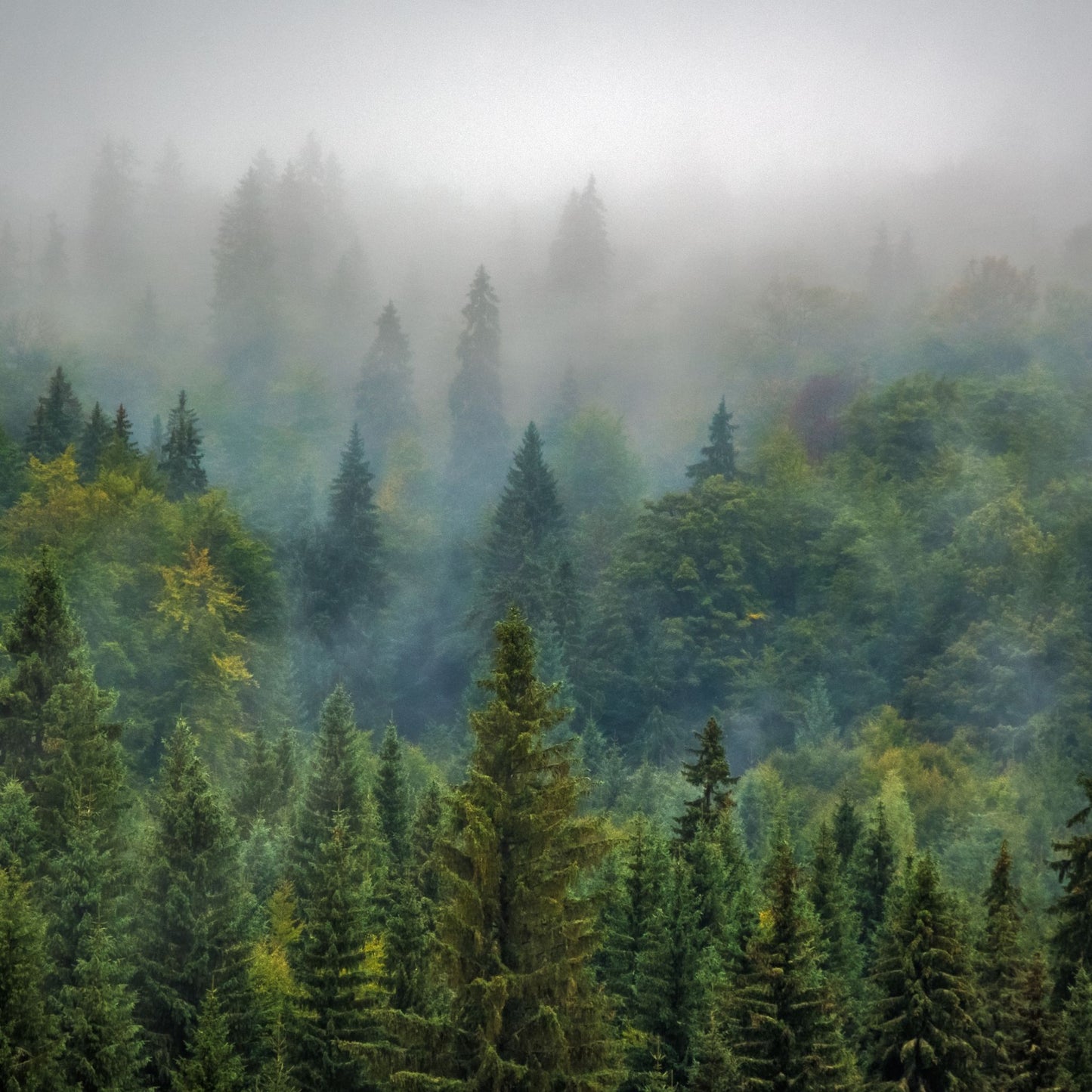 Forêt boréale - écorce de pin